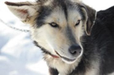 Sled dog Smilla was lost when she escaped from her crate in a stopover in Fall City. The skittish dog has survived six weeks on the loose