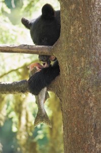 Dining on salmon in a tree canopy