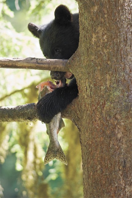 Dining on salmon in a tree canopy