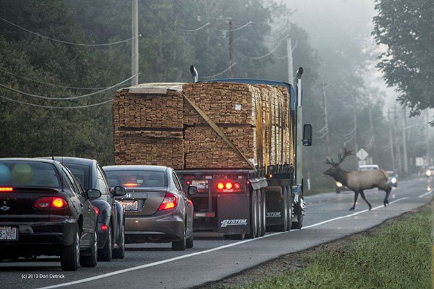 Why did the elk cross the road? Reader Photo