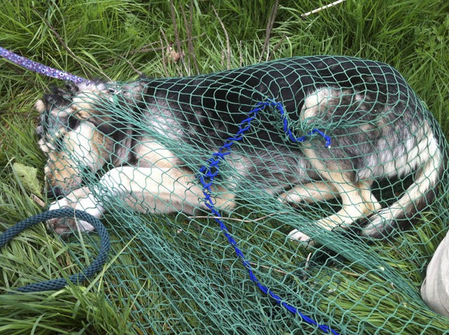 Groggy from a sleeping drug in her snack