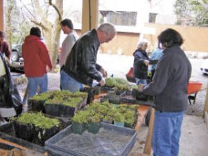 Working at their first planting of the year