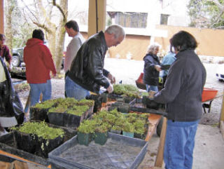 Working at their first planting of the year
