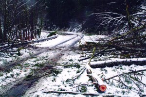 Highway travel shut down due to downed trees during last winter’s three-day blackout in Snoqualmie. Winter storms have real consquences in the Valley. Plan and gather supplies ahead of time.