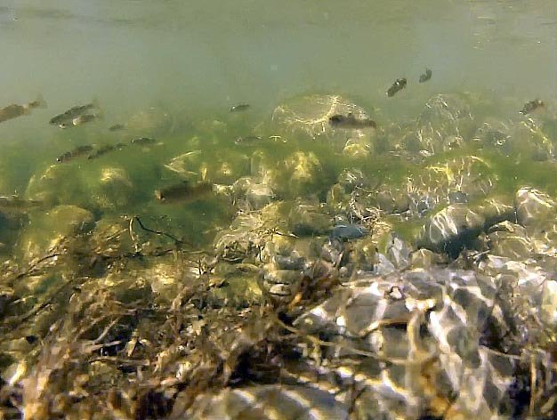 This King County video still shows baby salmon swimming in the Tolt River