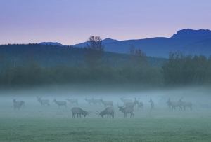Elk joust at dawn at Meadowbrook Farm. Photo by Jim Reitz. Tour the farm this weekend with host and historian Dave Battey