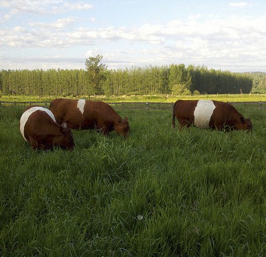 Belted Kingshire cattle
