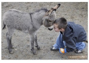 Baxter Barn in Fall City hosts a 'baby shower' for its new donkey.