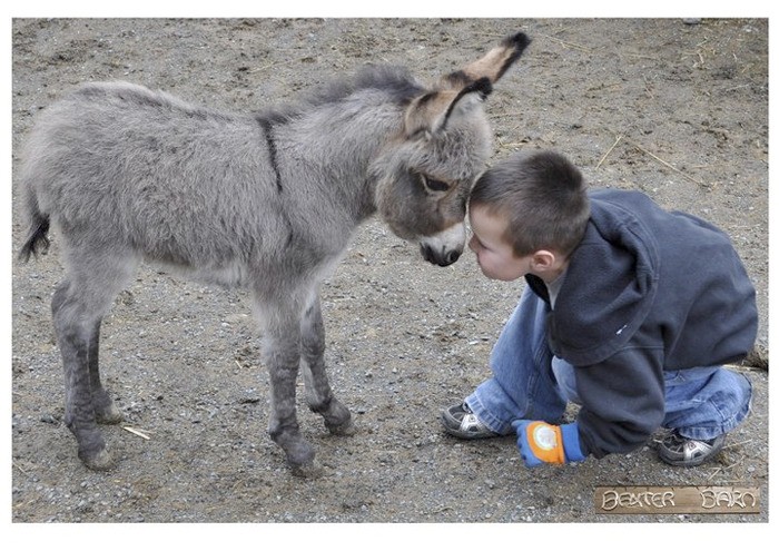 Baxter Barn in Fall City hosts a 'baby shower' for its new donkey.