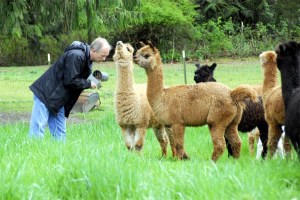 Alpaca Tales: Meet the cool, wooly herd at Fall City's Legacy Ranch