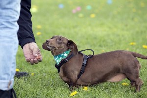 The rain didn't stop these cute pups from finding some tasty Easter treats during the Bow Wow Doggie Egg Hunt at the Three Forks Off-Leash Dog Park