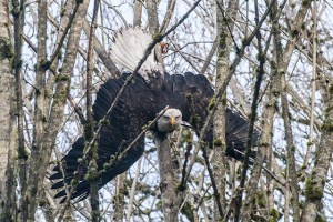 An eagle who got her foot wedged between two tree branches last week in Bothell was rescued Feb. 17.