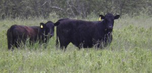 Loose on Meadowbrook Farm for weeks