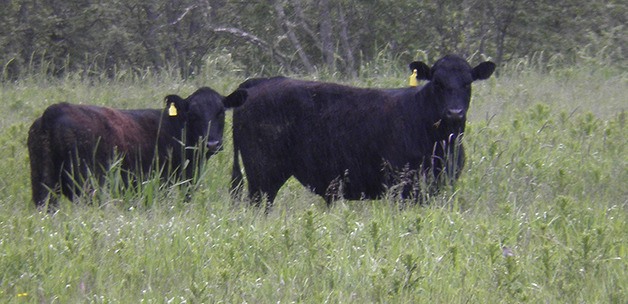 Loose on Meadowbrook Farm for weeks