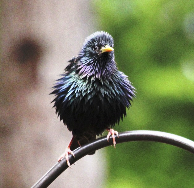 Puffing out its feathers on a rainy day
