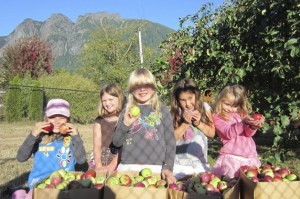 Girl Scout apple pickers lend food bank a hand | Photo