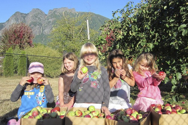 Girl Scout apple pickers lend food bank a hand | Photo