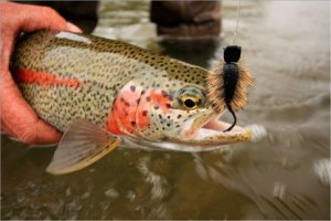 An angler pulls a rainbow trout from the Bristol Bay watershed. Trout Unlimited members Matt Marinelli