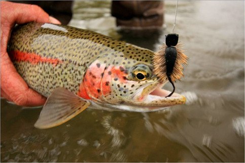 An angler pulls a rainbow trout from the Bristol Bay watershed. Trout Unlimited members Matt Marinelli