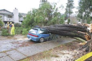 A huge tree felled in Issaquah by high winds cut cable services to residents of Valley communities last Monday
