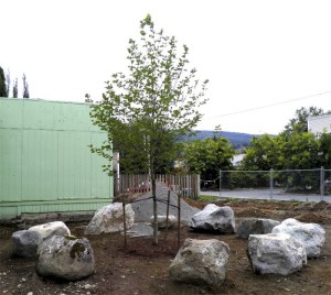 The newly planted Bloodgood Sycamore Legacy Tree at the Snoqualmie Valley Veterans Memorial recalls the lost town of Riverside at Snoqualmie Falls.