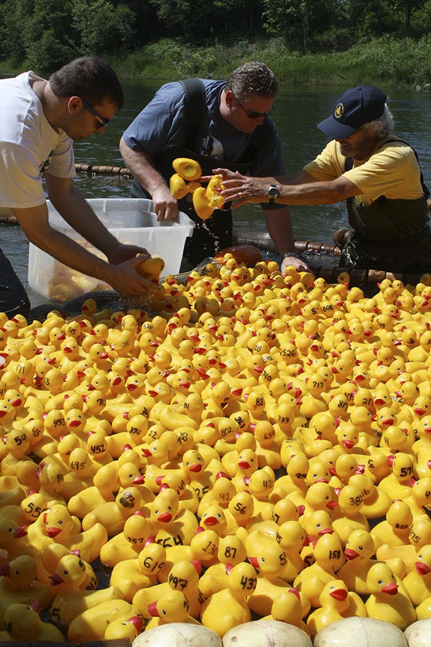 Volunteers round up the rubber duckies in the Fall City Day Ducky Derby.