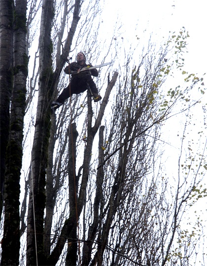 High in the branches of a poplar tree slated for the axe