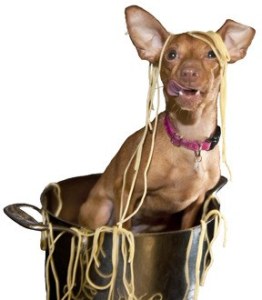 Draped in spaghetti as the ‘Poster Dog’ for Valley Animal Partners’ March 10 ‘Pawsta Pawty