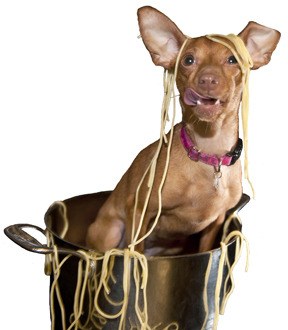 Draped in spaghetti as the ‘Poster Dog’ for Valley Animal Partners’ March 10 ‘Pawsta Pawty