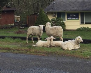 Escaped sheep in Wilderness Rim on Thursday