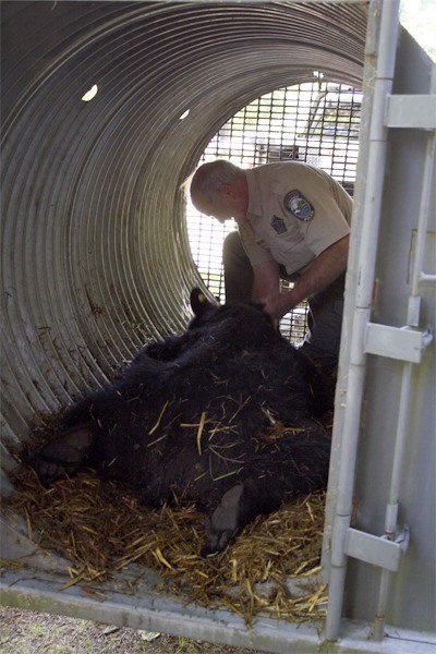 Wildlife officer Bruce Richards checks out a dozing