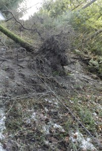 Power lines are tangled in the upended root ball of a fir tree along Highway 202 near Snoqualmie Falls. An ice storm brought down trees and limbs throughout the Valley
