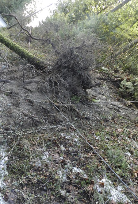 Power lines are tangled in the upended root ball of a fir tree along Highway 202 near Snoqualmie Falls. An ice storm brought down trees and limbs throughout the Valley