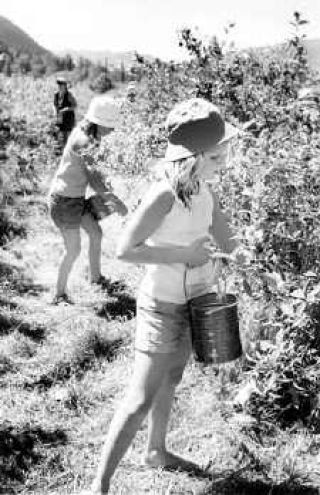 Time to pick berries