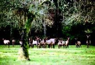 Elk slayings in North Bend prompt resident to offer reward