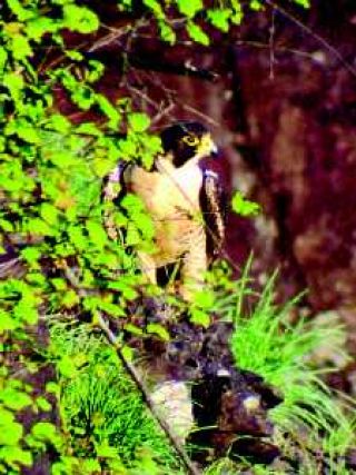 Falcon keeps a keen eye on Falls