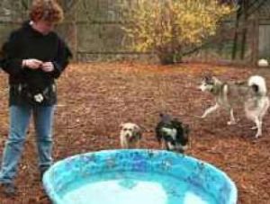 Rescue in the dog house over lack of proper permit