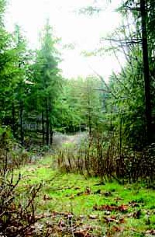 Snoqualmie Tree Farm deal stalled