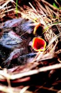 Nest egg