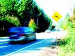 Neighbors report increased sightings of elk on roadways