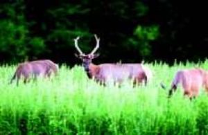 Seen and 'herd'
