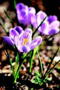 Spring is near