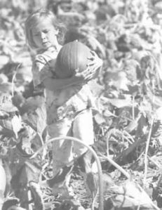 Pumpkin picking