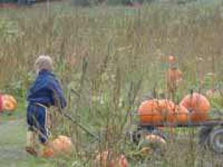 So many pumpkins, so little time