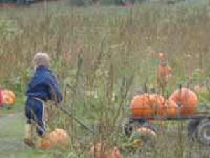 So many pumpkins, so little time