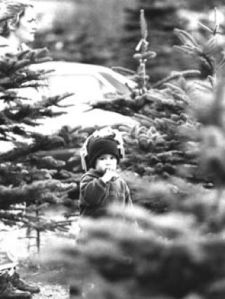 Acres and acres of Christmas Trees