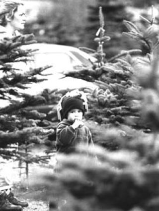 Acres and acres of Christmas Trees