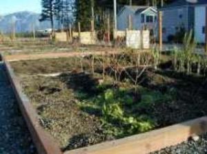 Pea patch idea bears fruit