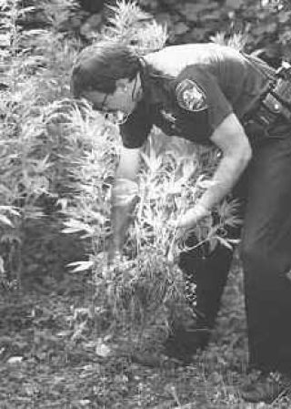 Police dig up pot patch