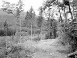 A walk in the wilderness